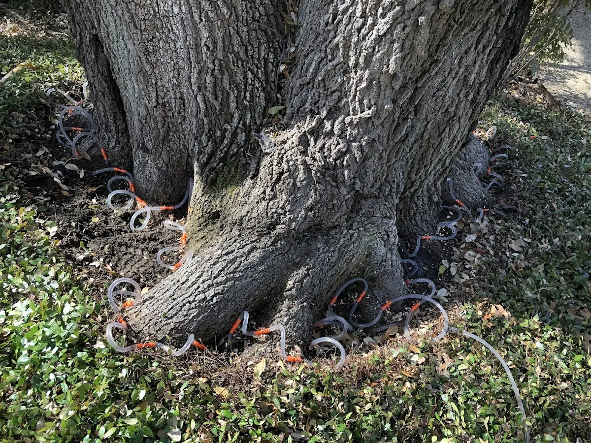 Detailed Tree Cabling and Bracing job site in Forest Lakes
